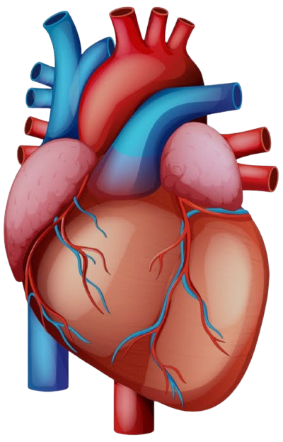 Heart Catheterization Illustration